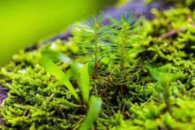 Taze yeşil yosunların arasında küçük lahanalar. Ekosistem kavramı