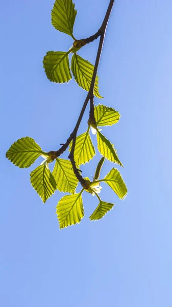春天明亮的背景 白桦树的叶子映衬着天空 Web横幅 移动应用程序的彩色设计 — 图库照片