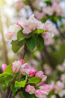 Nisan 'da, parlak güneş ışığında şeffaf bir bahar gününde çiçek açan elma ağacı..