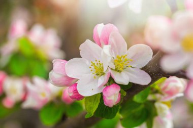 Nisan 'da, parlak güneş ışığında şeffaf bir bahar gününde çiçek açan elma ağacı..