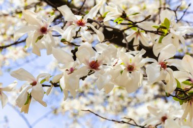 Baharda açan beyaz manolya. Doğal arka plan. Yüksek kalite fotoğraf