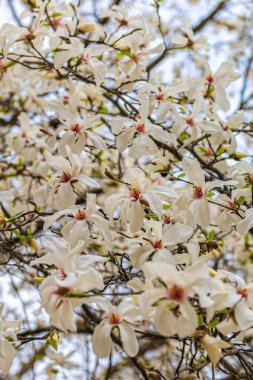 Baharda açan beyaz manolya. Doğal arka plan. Yüksek kalite fotoğraf