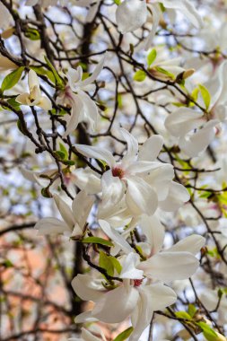 Baharda açan beyaz manolya. Doğal arka plan. Yüksek kalite fotoğraf