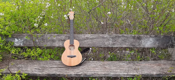 Baharda kiraz çiçeğinin arka planında eski bir bankta Ukulele. Pankart. Yüksek kalite fotoğraf