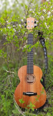 Baharda kiraz çiçeğinin arka planında Ukulele. Pankart. Yüksek kalite fotoğraf