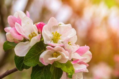 Nisan 'da, parlak güneş ışığında şeffaf bir bahar gününde çiçek açan elma ağacı.