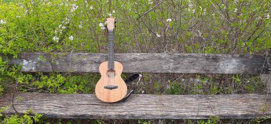 Baharda kiraz çiçeğinin arka planında eski bir bankta Ukulele. Pankart