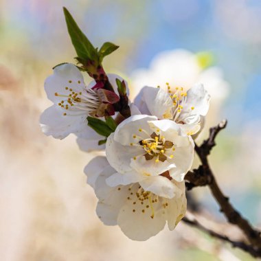 Kayısı çiçeği Nisan 'da, şeffaf bir bahar gününde, parlak güneş ışığında açar.