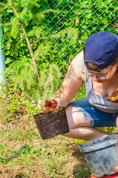 Trabaja en el jardín. Mujer sostiene plántulas de abeto para plantar en el jardín — Foto de Stock