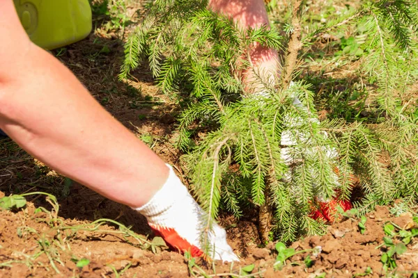 Trabaja en el jardín. Mujer plantas abeto Imágenes De Stock Sin Royalties Gratis