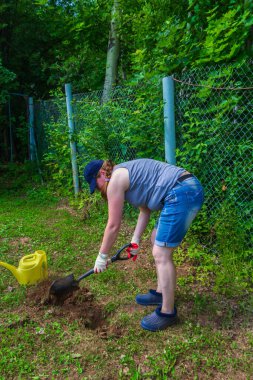 Bahçede çalış. Kadın bahçeye ladin tohumları dikmek için çukur kazıyor.