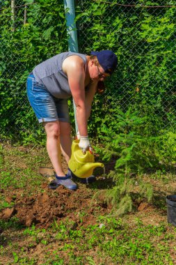 Bahçede çalış. Bir kadın diktikten sonra çam filizini suluyor.