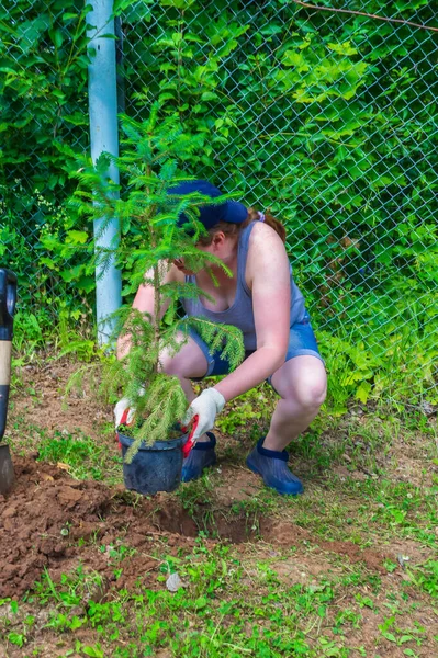 Trabaja en el jardín. Mujer plantas abeto — Foto de Stock