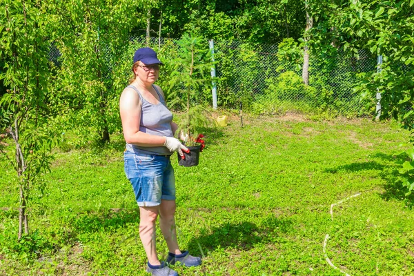 Trabaja en el jardín. Mujer sostiene plántulas de abeto para plantar en el jardín — Foto de Stock