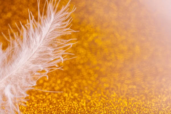 Belle Plume Oiseau Blanc Sur Fond Doré Vif Gros Plan — Photo