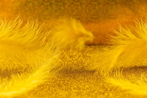 Prachtige Gele Vogelveren Een Heldere Gouden Achtergrond Close Selectieve Focus — Stockfoto