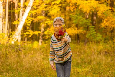 Sonbahar Parkı 'nda bir çocuk oynuyor. Çocuk sarı ve kırmızı yaprakları toplar ve atar. Meşe ve akçaağaç yapraklı öğrenci. Düşen yapraklar. Yüksek kalite fotoğraf