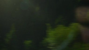 Bern Tren gezisi. Pencere pov panorama 4k görüntüleri