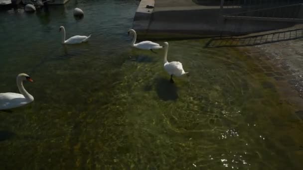 スイス日当たりの良い夏の日ジュネーブ市湖白鳥スローモーション パノラマ — ストック動画