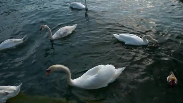 晴れた日のチューリッヒ湖白鳥スローモーション パノラマ スイス — ストック動画