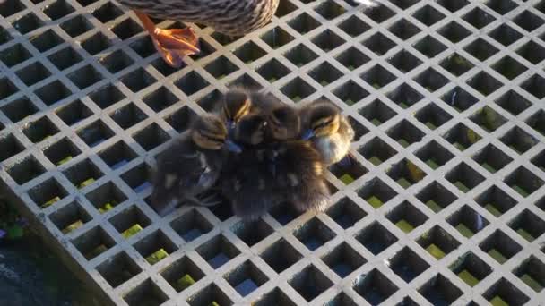 Zurich Ciudad Lago Muelle Pato Con Bebés Cámara Lenta Abajo — Vídeos de Stock