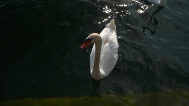 阳光明媚的一天苏黎世湖天鹅慢动作全景4K — 图库视频影像