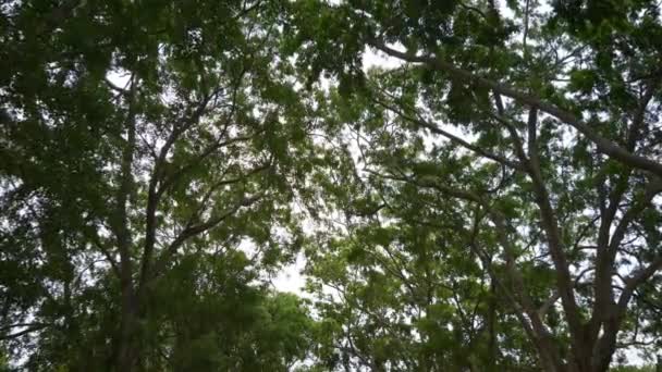 Día Soleado Bangalore Botánico Jardín Árbol Tapas Cámara Lenta Panorama — Vídeos de Stock