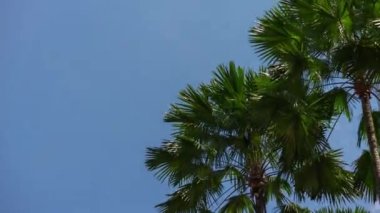 Kuala Lumpur şehri güneşli bir gün parkı manzarası 4k hızlandırılmış Malezya