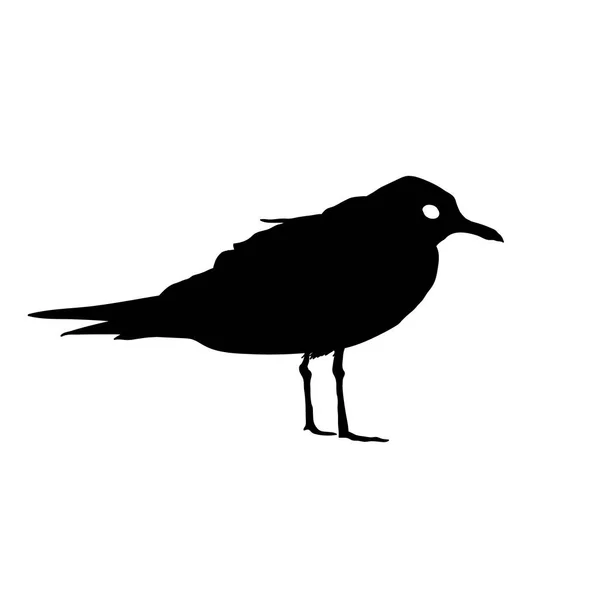 Seagull Bird silhueta preta isolada sobre fundo branco. Ilustração — Fotografia de Stock
