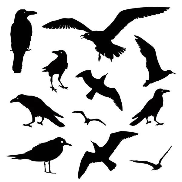 Collectie van vogel silhouetten — Stockfoto