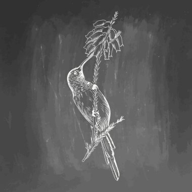 Sinek kuşu. Beyaz kuş kroki siyah arka plan üzerinde izole. tebrik kartı, davetiye, baskı, web projesi için colibri çizimi. Elle çizilmiş illüstrasyon. Kara tahta ve tebeşir tahtası taklidi