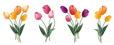 Suluboya lale buketleri ayarlayın. Beyaz arka planda renkli laleler. Botanik illüstrasyon. 4 buketseti.