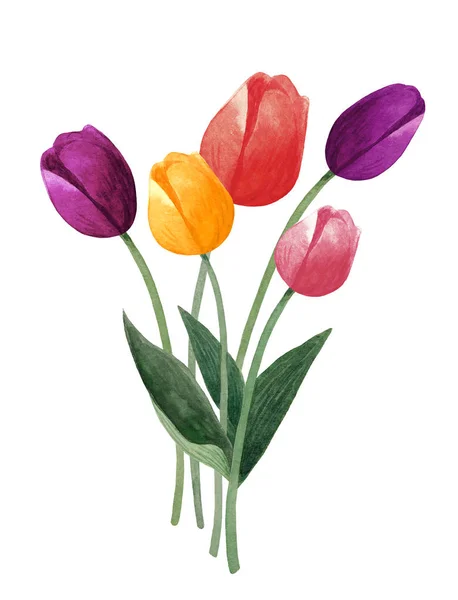 Букет тюльпанов с акварелью. Цветные тюльпаны на белом фоне. Ботаническая иллюстрация . — стоковое фото
