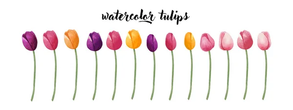 Acuarela tulipanes pintados a mano. Tulipanes coloridos sobre fondo blanco. Ilustración botánica . — Foto de Stock