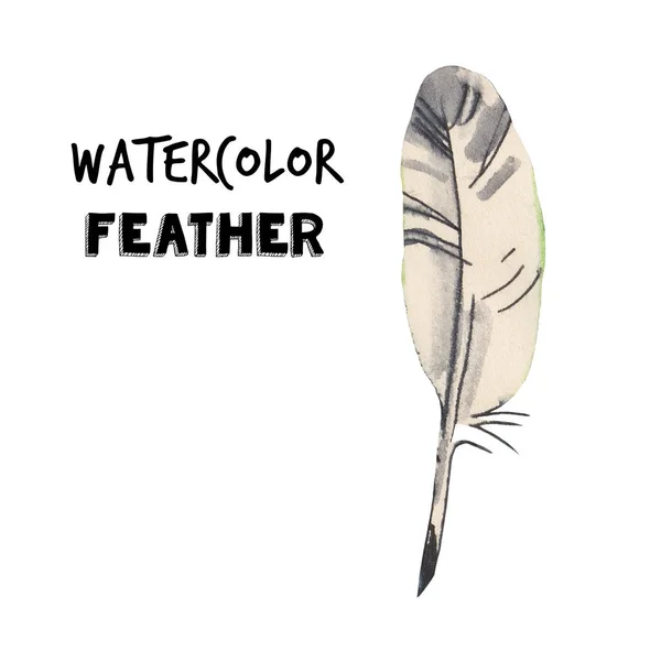 Aquarel Feather illustratie. Schrijf gereedschap. Hand getekende illustratie. — Stockfoto