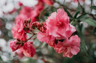 Bir sürü ağacı İspanya üzerinde pembe çiçekler