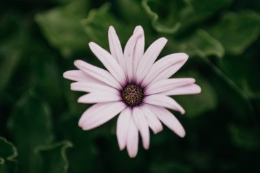 Tek beyaz ve pembe çiçek İspanya