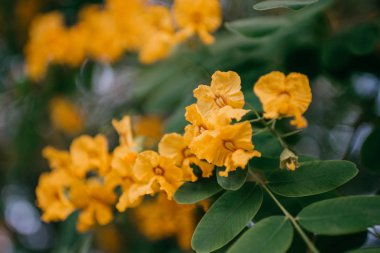 Branche sarı çiçek ve İspanya ağaç üzerinde yeşil yaprakları ile