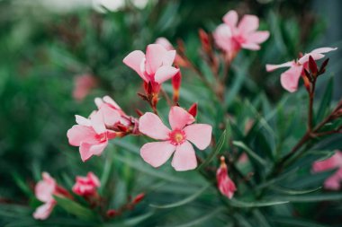 İspanya Bush birkaç pembe çiçekler