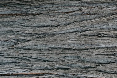 Gri Barka İspanya içinde ağaç. Bir kabuk dokusu