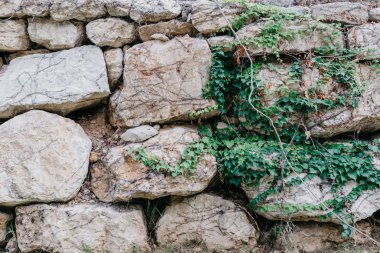 Gri grungy antik taş duvar ile İspanya yeşil sarmaşık. Farklı şekiller taşlarla