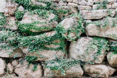 Gri grungy antik taş duvar ile İspanya yeşil sarmaşık