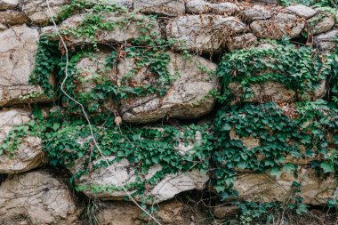 Gri grungy antik taş duvar ile İspanya büyük yeşil sarmaşık. Farklı şekiller taşlarla