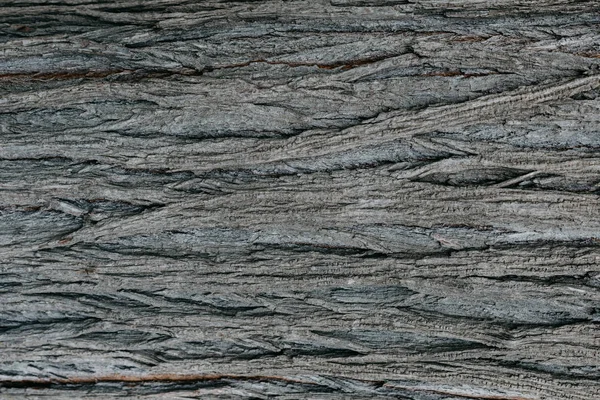 Gri Barka İspanya içinde ağaç. Bir kabuk dokusu