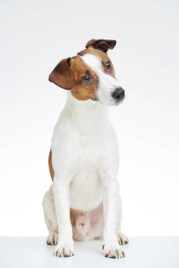 Jack Russell Terrier başını eğdi beyaz arka plan üzerinde beyaz masaya oturur