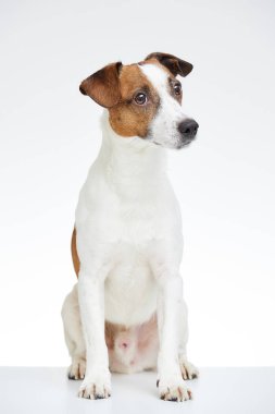 Şirin Jack Russell Terrier beyaz arka tarafta ortaya kafa ile beyaz masaya oturur 
