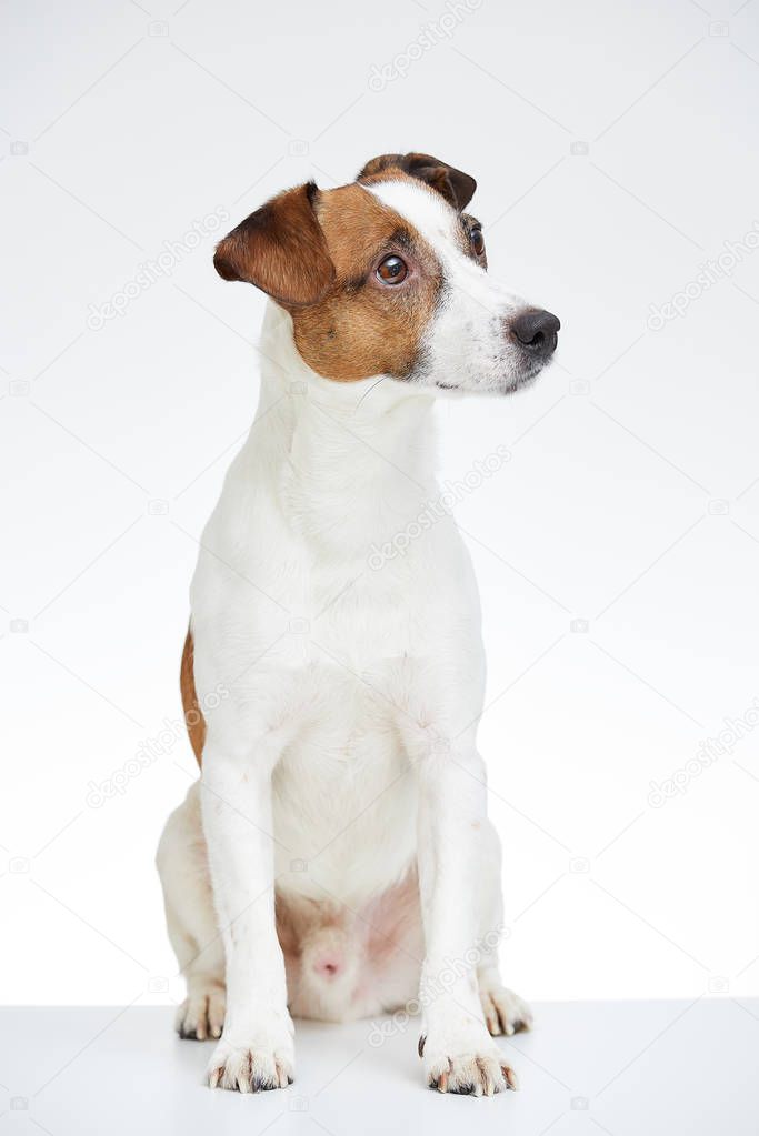 Jack Russell Terrier sits on the white table with head turned to the side on the white background