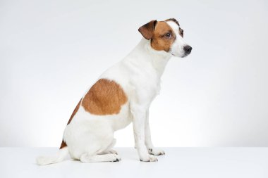 Jack Russell Terrier yan beyaz arka tarafta ortaya kafa ile beyaz masaya oturur