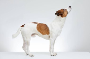 Jack Russell Terrier yan beyaz masanın üzerinde duruyor ve beyaz arka plan üzerinde örnek alıyor