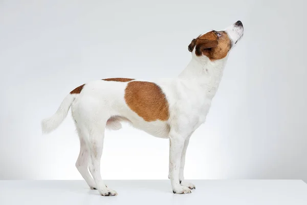 Jack Russell Terrier stands sideways on the white table and looks up on the white background